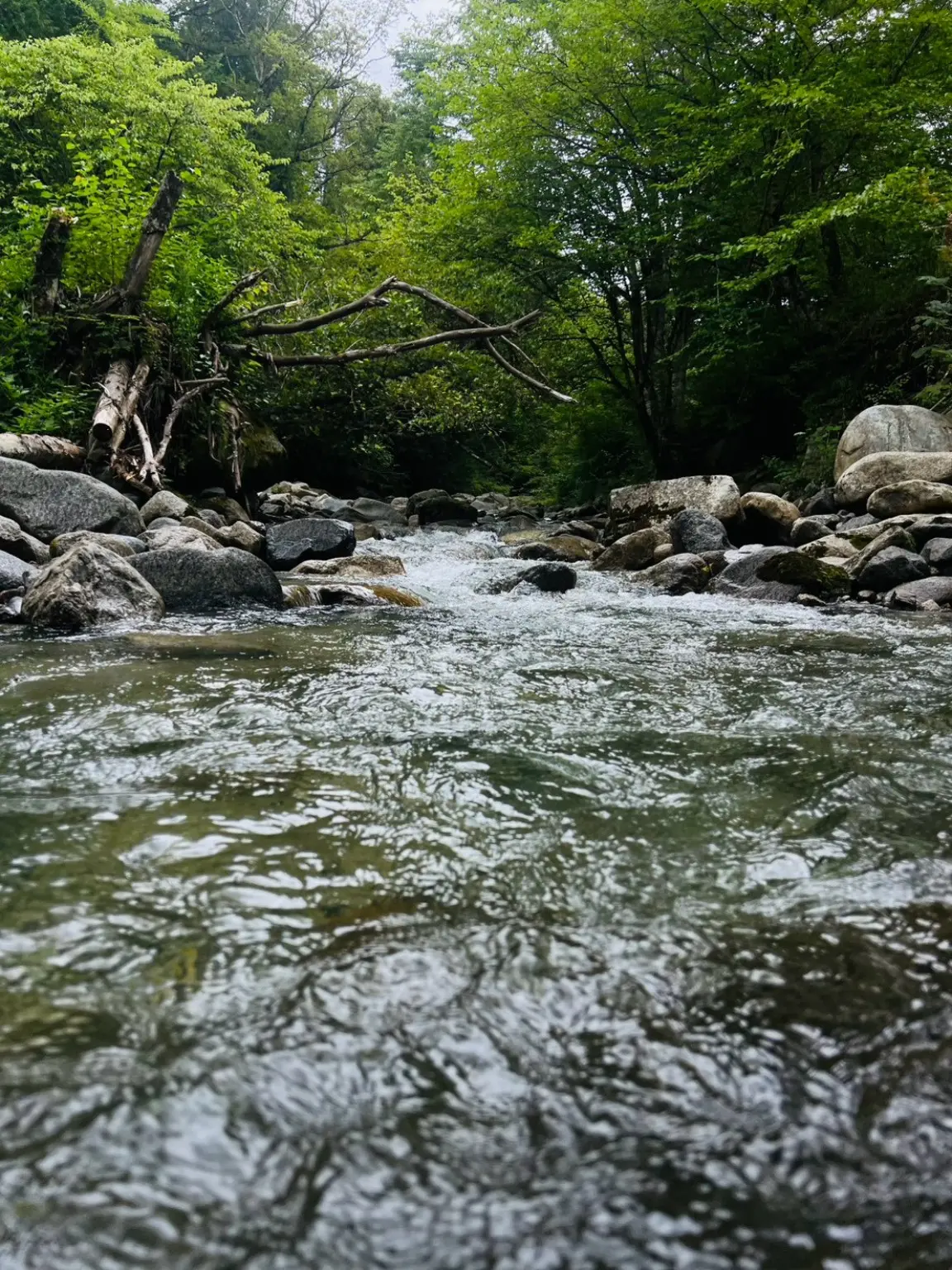水面すれすれから撮影した渓流の写真。透き通った水と川底の石、奥に木の枝が架かる岩場が見える。